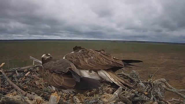 Скопа_Красный Бор_Самка сгоняет самца (26 апреля 10:12) смотреть онлайн