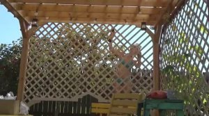 Решетка для беседки-перголы моими руками. Материалы в описании под видео.