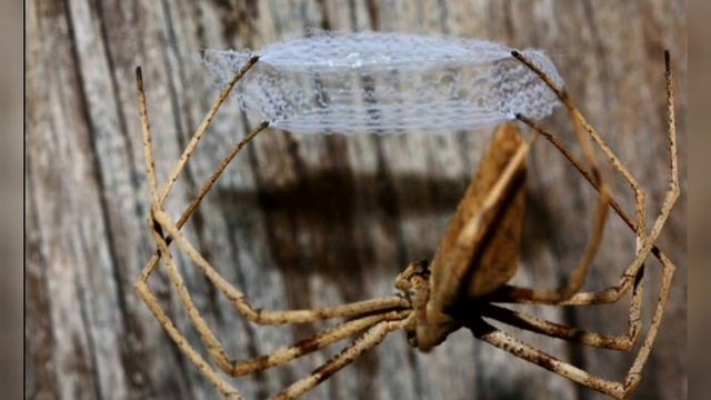 Интересный факт: "Паук и паутина" смотреть онлайн