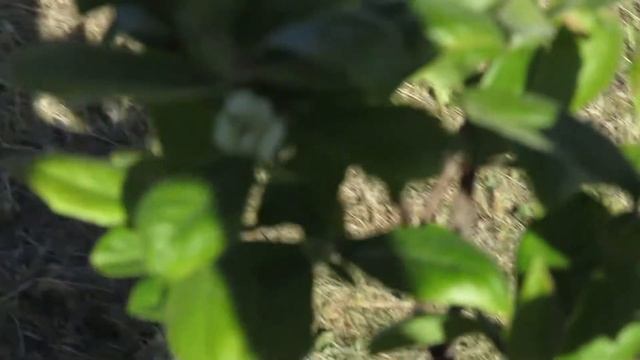 Зацвела мушмула в Подмосковье смотреть онлайн