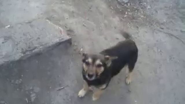 самая наглая собака смотреть онлайн