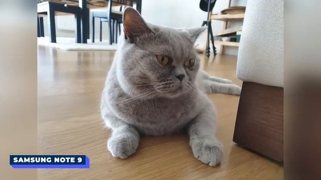 iPhone X ile Note 9 Kamera Karşılaştırma смотреть онлайн