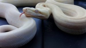 Белый техасский полоз