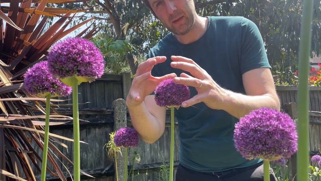 Allium Ambassador, A Giant Allium Bulb, Easy To Grow. Great For Bees!