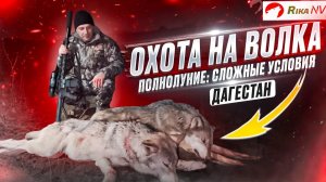 Охота на волков в Дагестане в полнолуние! Сложнейшая охота с Магомедом и Али на Кавказе.