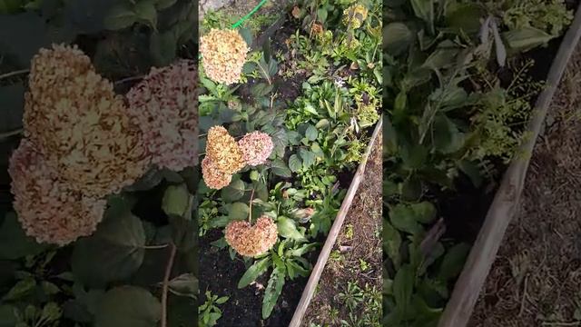 Гортензия после заморозков. 10.09.21 смотреть онлайн