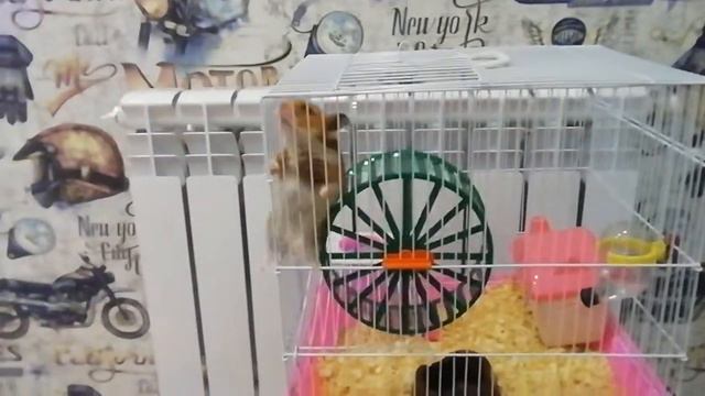 Как Хомяк сбегает с клетки смотреть онлайн
