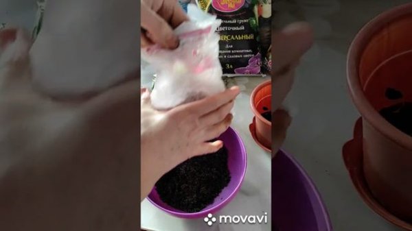 Спасаем хойю.