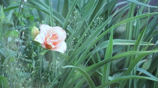 Футаж Я подарю тебе ЛЕТО смотреть онлайн