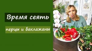Время сеять перцы и баклажаны