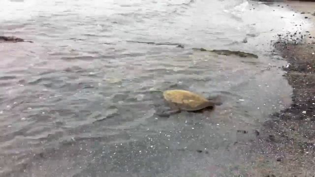 Big Island Sea turtle returns to the Pacific смотреть онлайн