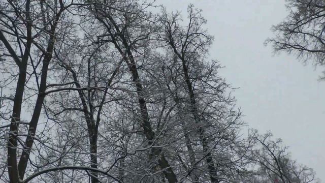 Обращение жителей улицы Рихарда Зорге по ситуации вокруг леса, парка Гафури и прилегающей территори смотреть онлайн