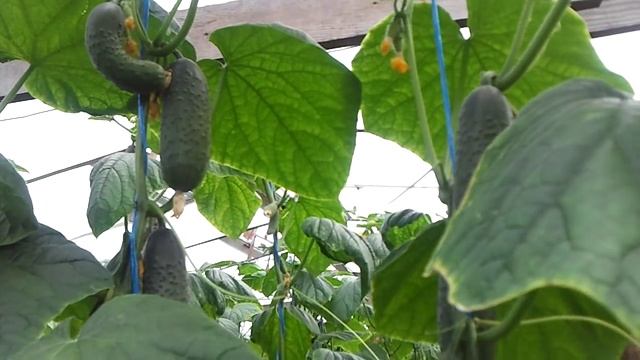 ОГУРЦЫ ЛЕНАРА 1 МАЯ смотреть онлайн