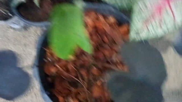 caladium black magic смотреть онлайн