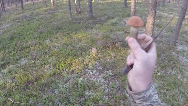 КИРИЛЛОВСКОЕ!!! ГРИБАЛКА!!! #КИРИЛЛОВСКОЕГРИБАЛКА смотреть онлайн