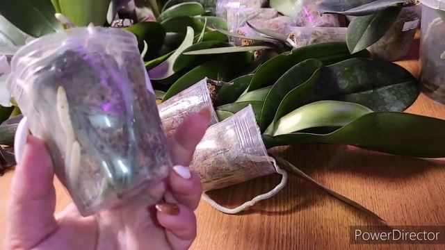 #орхидеи Как понять когда поливать, если корни зелёные?