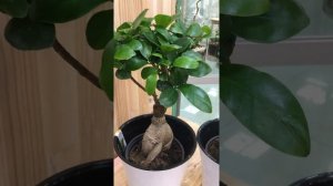 Фикус Микрокарпа Гинсенг - уход за растением