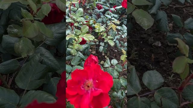 NVIDIA's G-Sync ULMB 2 aims to minimize motion blur, clarity of a 1440Hz display on 360Hz monitors смотреть онлайн