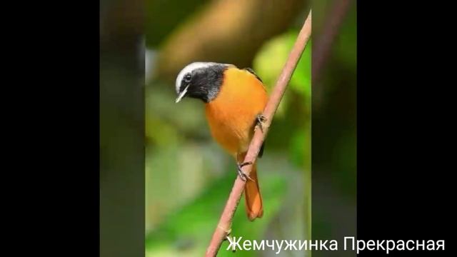 Обыкновенная, или садовая горихвостка. смотреть онлайн