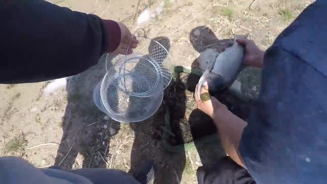 Рыбалка в Крыму 22.04..Шок!!! Рыба есть !!!Ловим толстолоба сачком!!! смотреть онлайн
