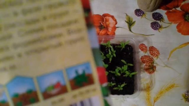 Пикировка томатов "СНЕГИРЕК" часть1. 16.03.2018г. смотреть онлайн