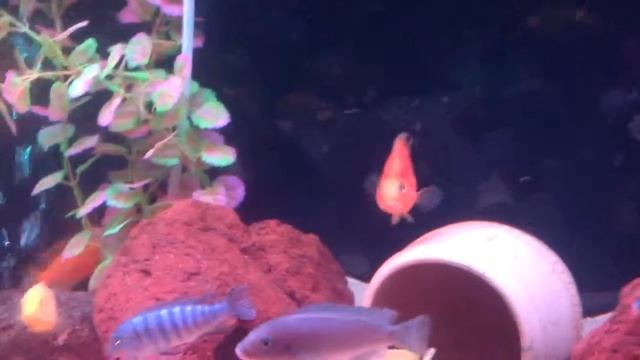 Малавийские цихлиды и их потомство) бирюзовые акары, красные попугаи, смотреть онлайн