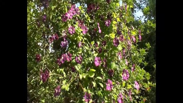 Clématite viticella Etoile Violette by clematite.net - Spécialiste des plantes de jardin смотреть онлайн