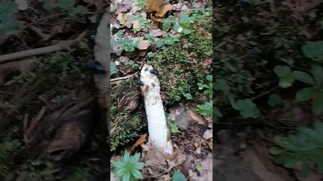 Гриб веселка смотреть онлайн