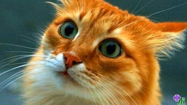 Говорящий КОТ 25 «Их надо найти!» - Кот был встревожен, но не хотел говорить, он узнал кота в одеял смотреть онлайн