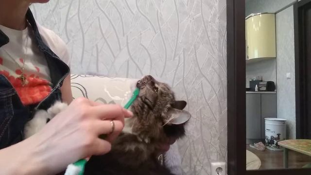 Чистка зубов коту