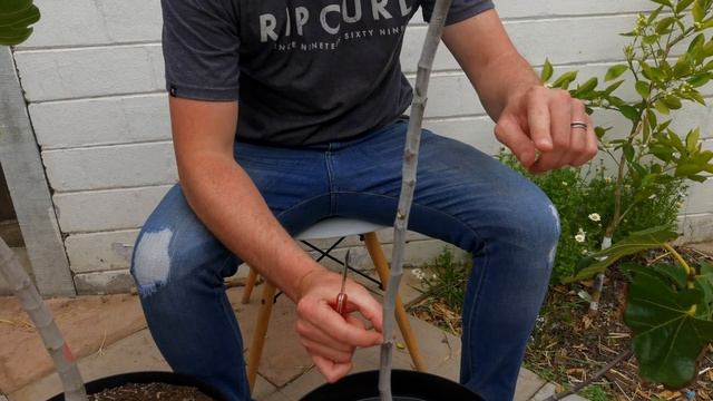 How to notch a fig tree - Detailed explanation with examples смотреть онлайн