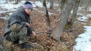 Как ставить кленовый сок.Как собирать кленовый сок.Сбор кленового сока.Сбор сока в лесу.