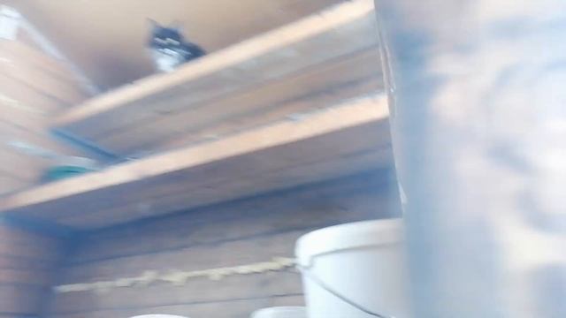 Настоящий кошкин дом в гостинице ! ? ! Считаем сколько там кошек! смотреть онлайн