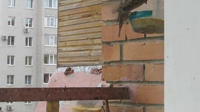 Воробьи в городе на балконе. Кормление птиц смотреть онлайн