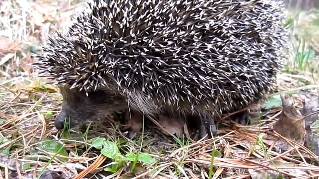 Уральский ёж. смотреть онлайн