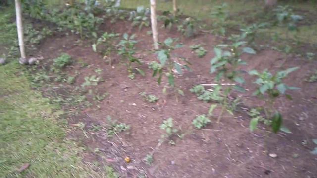 Love the Rain - Hate the Weeds смотреть онлайн