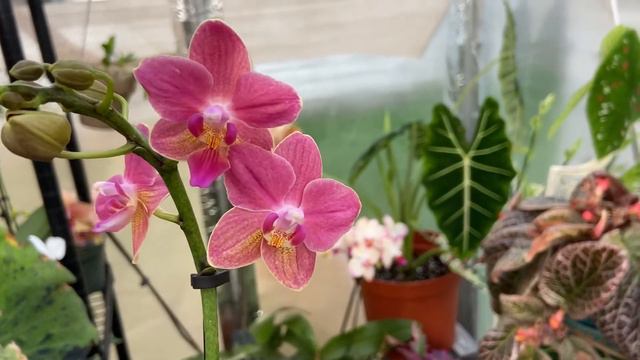 #Short Silver Leaf & Fragrant Phal Found @ Trader Joe’s. смотреть онлайн