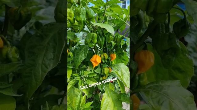 Каролина жнец смотреть онлайн