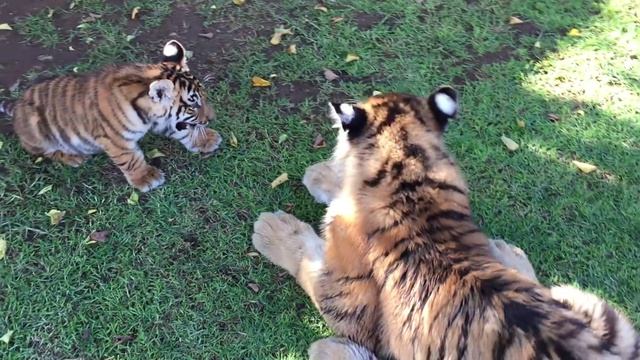 What will happen ,If we put Diego and Kito together ? смотреть онлайн