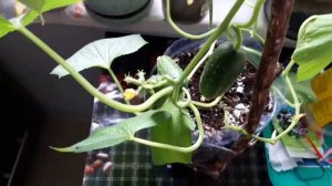 Огурцы на окне легко