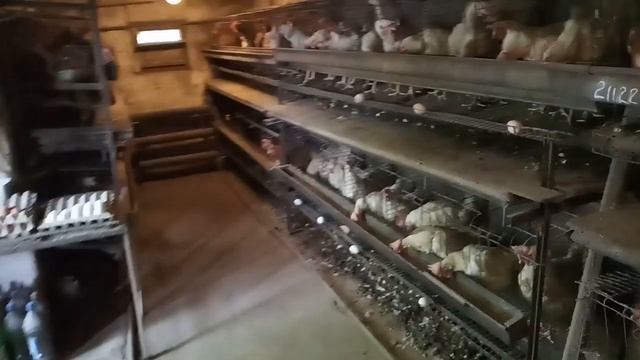 Содержание кур несушек в клетках смотреть онлайн