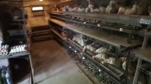 Содержание кур несушек в клетках