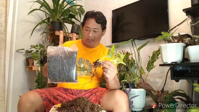 Epipremnum pinnatum (Neon Pothos) смотреть онлайн