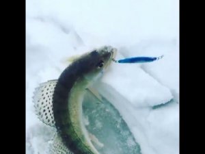 Судак на пилькер HIGASHI Hayai jigu