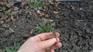 Важные работы с клубникой ранней весной, залог хорошего урожая.