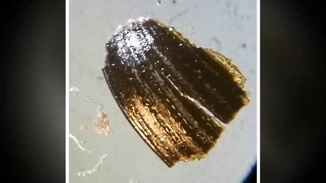 Крылья и надкрылья жука- долгоносика смотреть онлайн