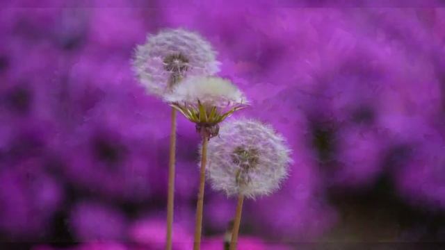 Антистресс Видео, Для сна, Звуки природы, Пение Птиц, Природа Antistress Video, for Sleep, Nature # смотреть онлайн