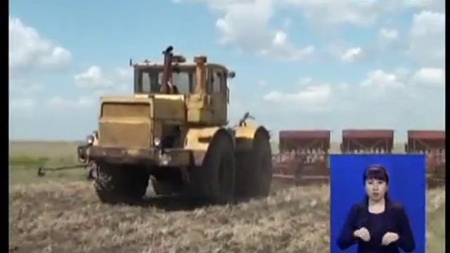 Посевная площадь в ТОО «Целинное-2004» в текущем году составила более 30 тысяч гектаров смотреть онлайн
