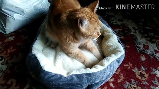 Неделя Подарков! / Elena Pero