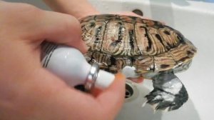 Лечение ран и повреждений кожи красноухой черепахи. Что делать если сломался коготь у черепахи